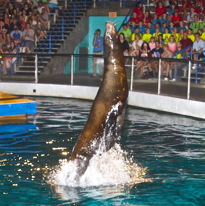 Mystic Aquarium Sea Lion Show not to be missed! Mystic Aquarium Sea Lion Show not to be missed!